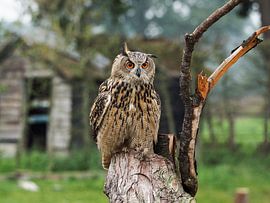 Chouette aigle européenne sur Loek Lobel
