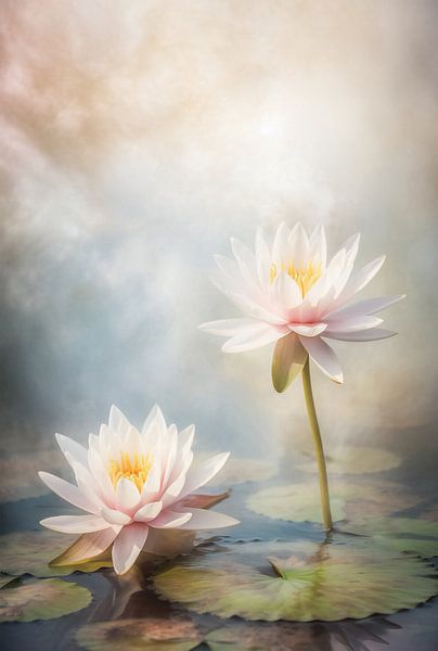 Fairy Lily by Steffen Gierok