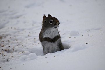 Ein rotes Eichhörnchen im Winter von Claude Laprise