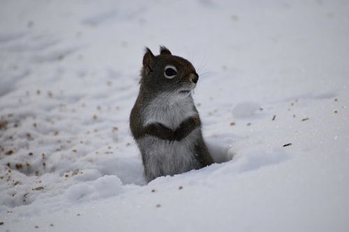 Een rode eekhoorn in de winter