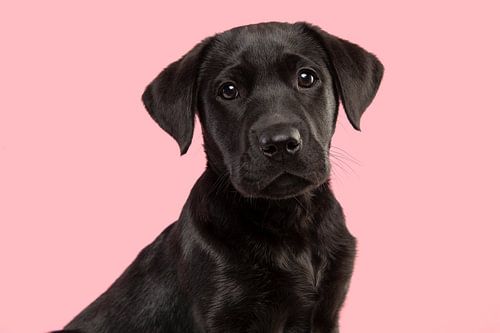Porträt eines schwarzen Labrador-Retriever-Welpen vor einem rosa Hintergrund