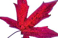 Kleurrijk herfstblad op een witte achtergrond van Carola Schellekens thumbnail
