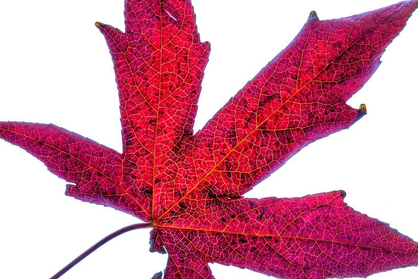 Kleurrijk herfstblad op een witte achtergrond van Carola Schellekens