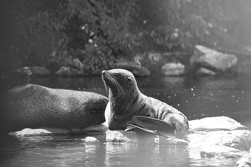 Zuid Amerikaanse Zeebeer geniet van het zonnetje