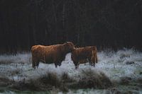 Schotse Hooglander met kalf donker