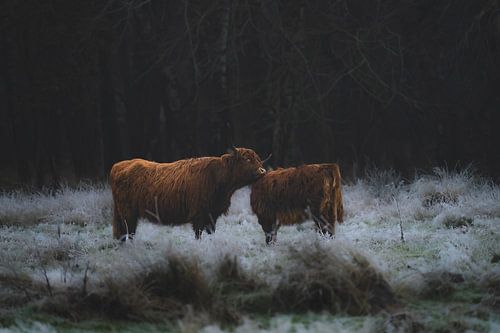 Schottischer Highlander mit Kalb dunkel