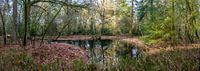 Small pond