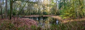 Small pond