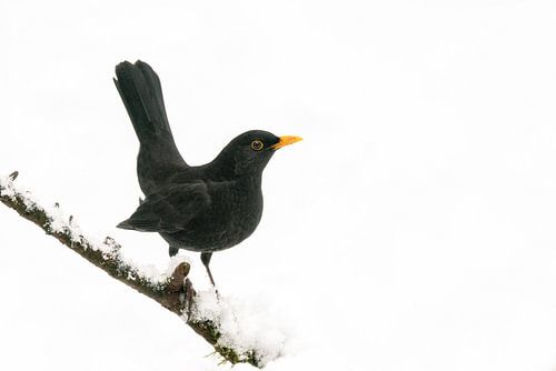 Merel in de sneeuw