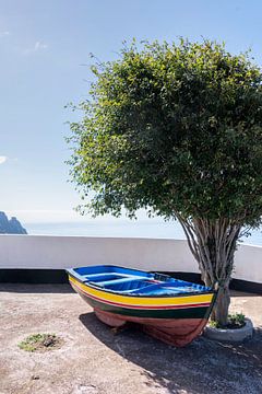 olive tree and boat at ocean coastline