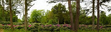 Rhododendron nursery by Wieland Teixeira