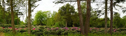 Rhododendron nursery