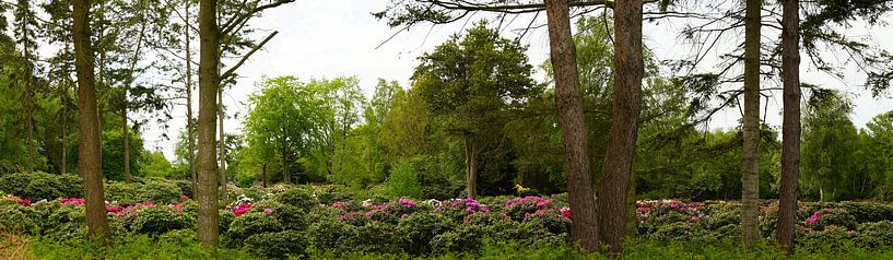 Rhododendron nursery by Wieland Teixeira