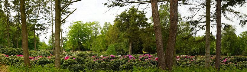 Pépinière de rhododendrons par Wieland Teixeira