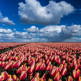 Tulips fiels under cloudy sky sur Louise Poortvliet