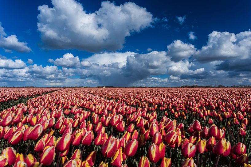 Tulpenfeld mit bewölktem Himmel von Louise Poortvliet