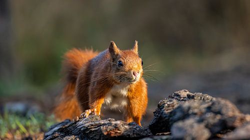 Wachsames Eichhörnchen