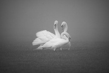 Zwanen in de ochtend mist van Nardo Jacobs