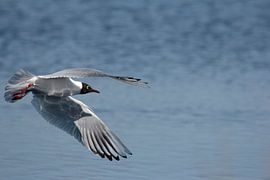 Vliegende kokmeeuw by Ronald Wilfred Jansen