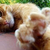 Jan-Julius van Asseldonk Profile picture