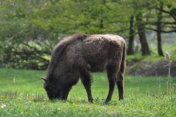 Pâturage Wisent sur Heleen de Silva