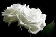 Deux roses blanches sur un fond noir par Arjen Schippers Aperçu
