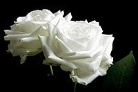 Zwei weiße Rosen auf schwarzem Hintergrund