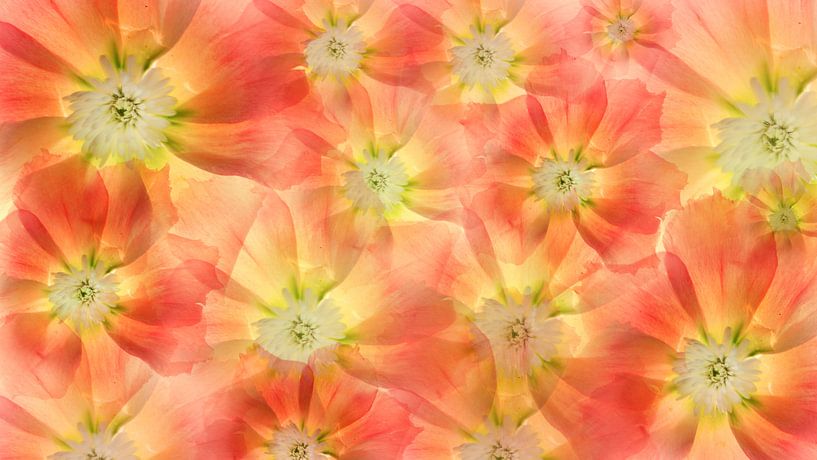 fleurs multiples par Klaartje Majoor