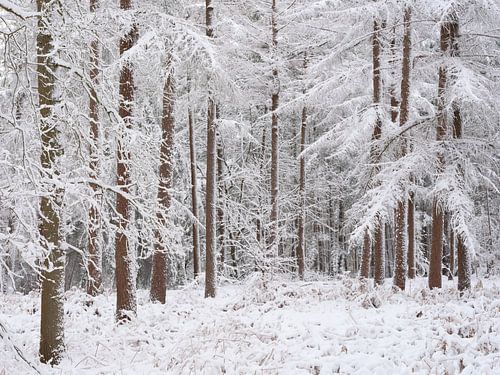 Sneew bedekt de bomen in het bos in Noord-Brabant, Nederland
