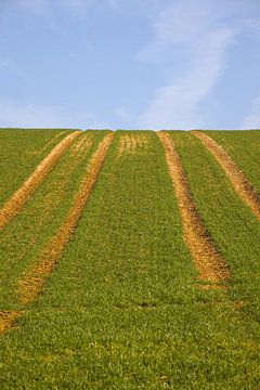 Vier Pfade in den Himmel von Frank Briske