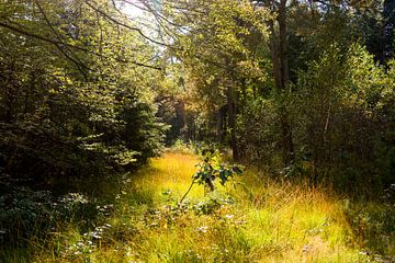 Into the woods by Jaco Verheul