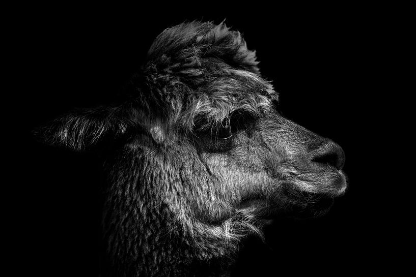 Alpaga en noir et blanc par Steven Dijkshoorn