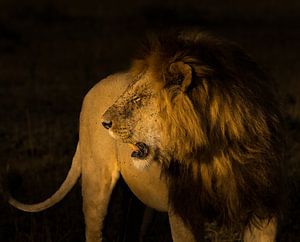 Der König auf Patrouille!