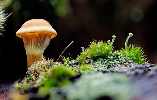Mushroom Microscape