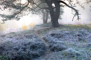 Weg zwischen den Bäumen bei frostigem, kaltem Herbstsonnenaufgang von Olha Rohulya