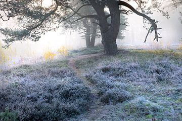 path between trees at frosty cold autumn sunrise