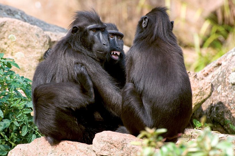 Macaque teinté : Zoo de Blijdorp par Loek Lobel