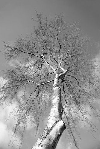 berk in de winter in zwartwit