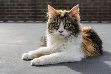 kat minnie van Ivana Luijten