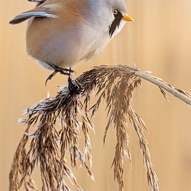 Bearded male in action pose by Roosmarijn Bruijns