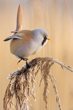 Baardmannetje in actie pose