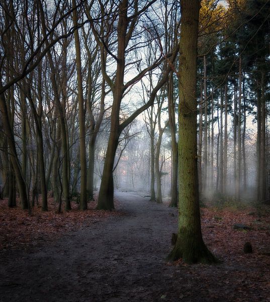 Fog between trees in Anna's Hoeve by Pascal Raymond Dorland