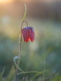 Kiebitzblume. von Marco Lok