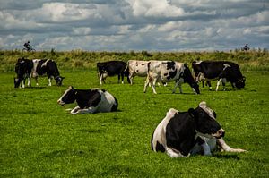 Vaches, vélos et digues