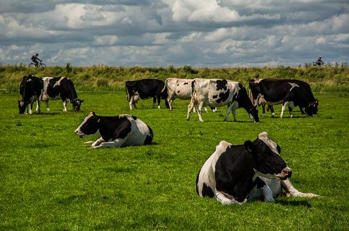 Cows, bicycles, and dikes