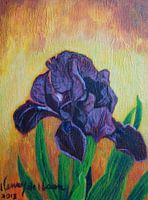 Iris (craquele)