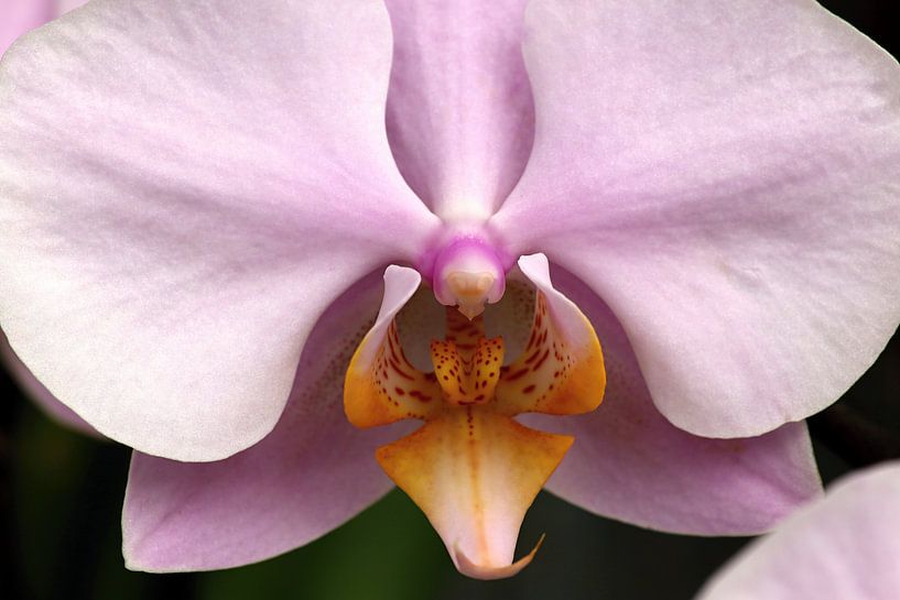 closeup van een roze orchidee van W J Kok