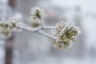 Nahaufnahme eines Baumes unter dem Schnee. von Robinotof Miniaturansicht