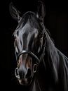 Black Horse by PixelPrestige thumbnail
