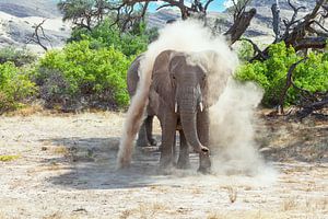 Afrikaanse woestijnolifant van Tilo Grellmann